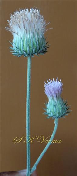  Capitula